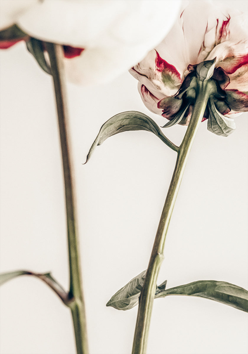 Pivoine 01