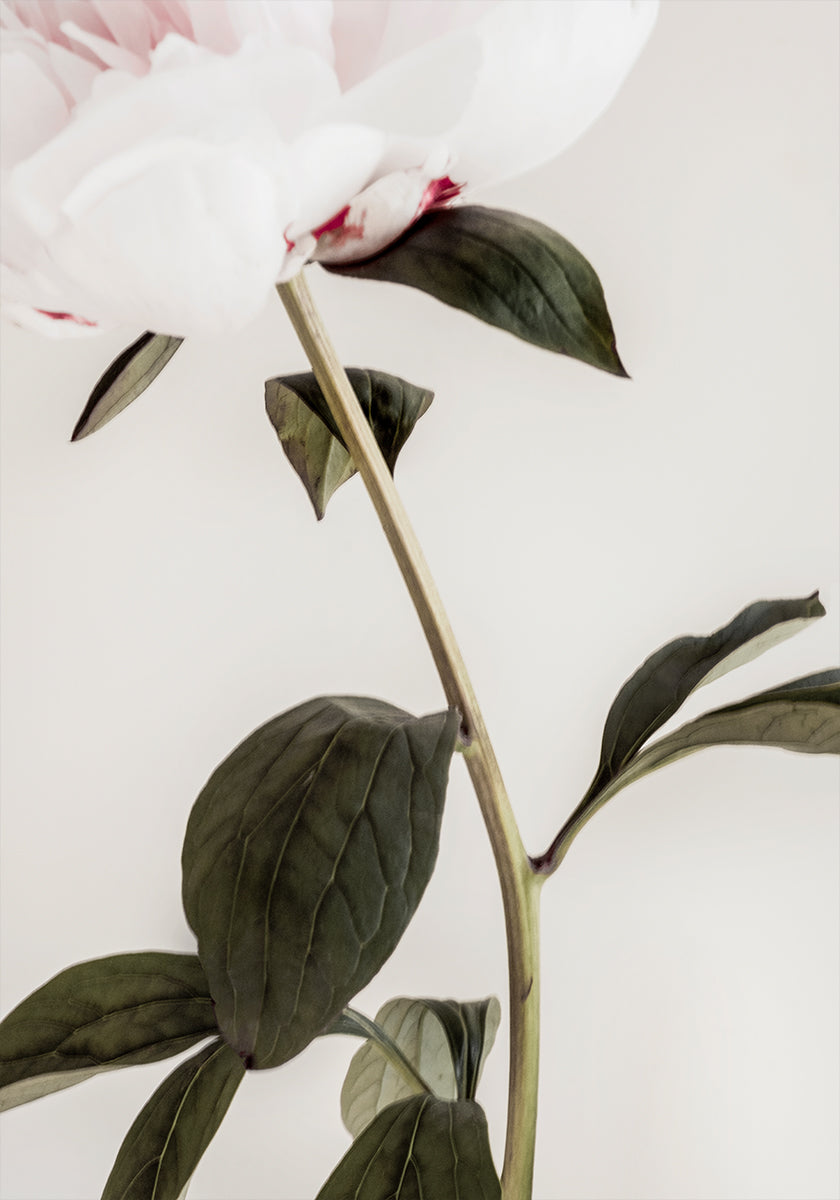 Pivoine 09