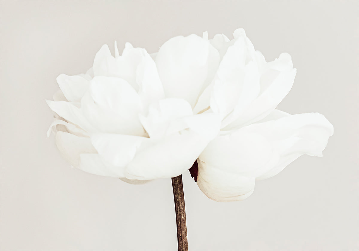 Pivoine n°11 Poster