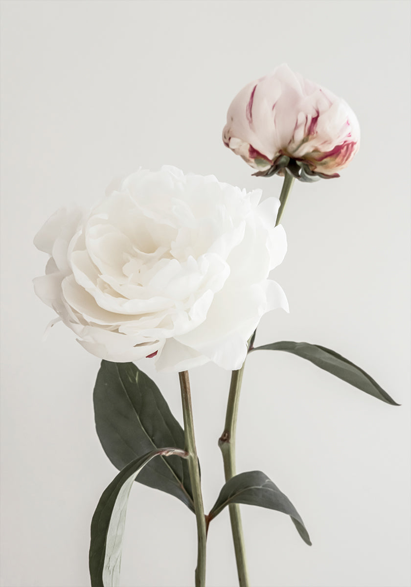 Pivoine 12