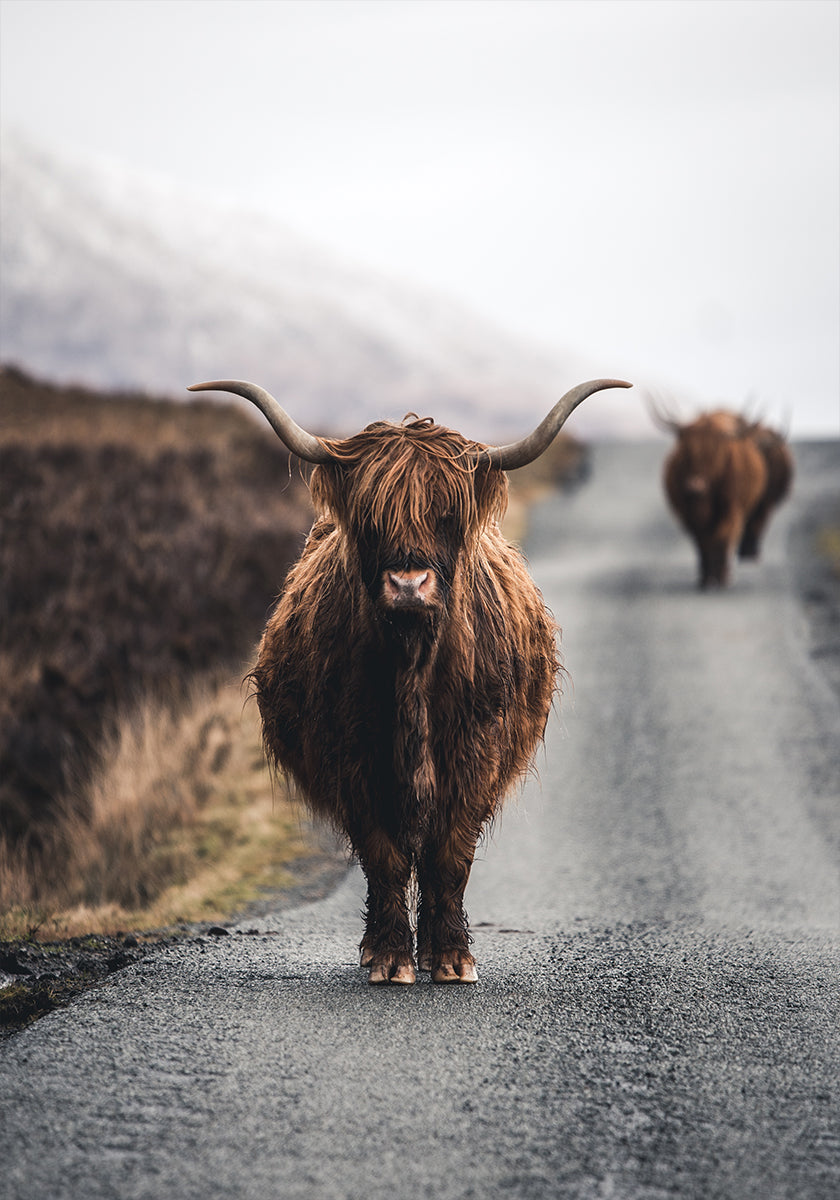 Vache Poster