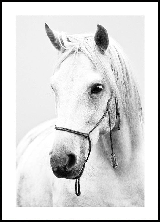 White Stallion Horse Plakat - Posterbox.dk
