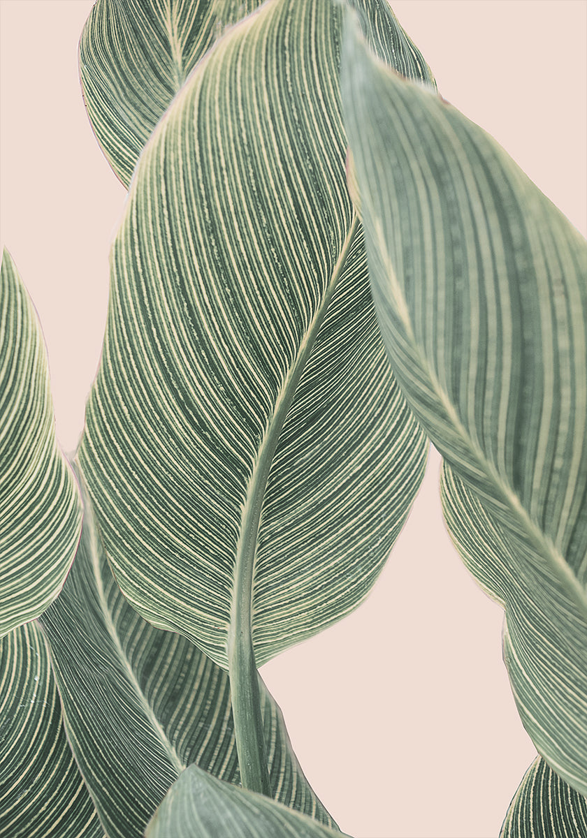 Feuille de Calla