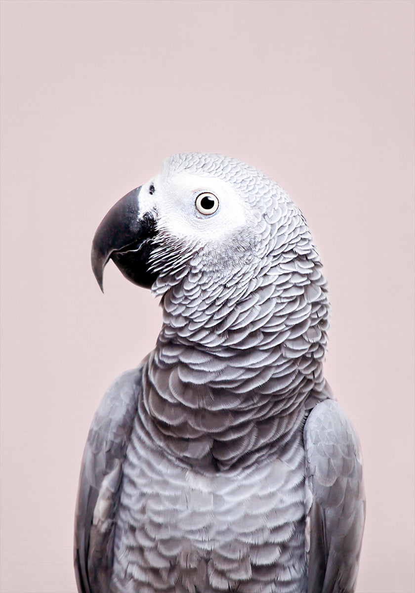 Gris d'Afrique