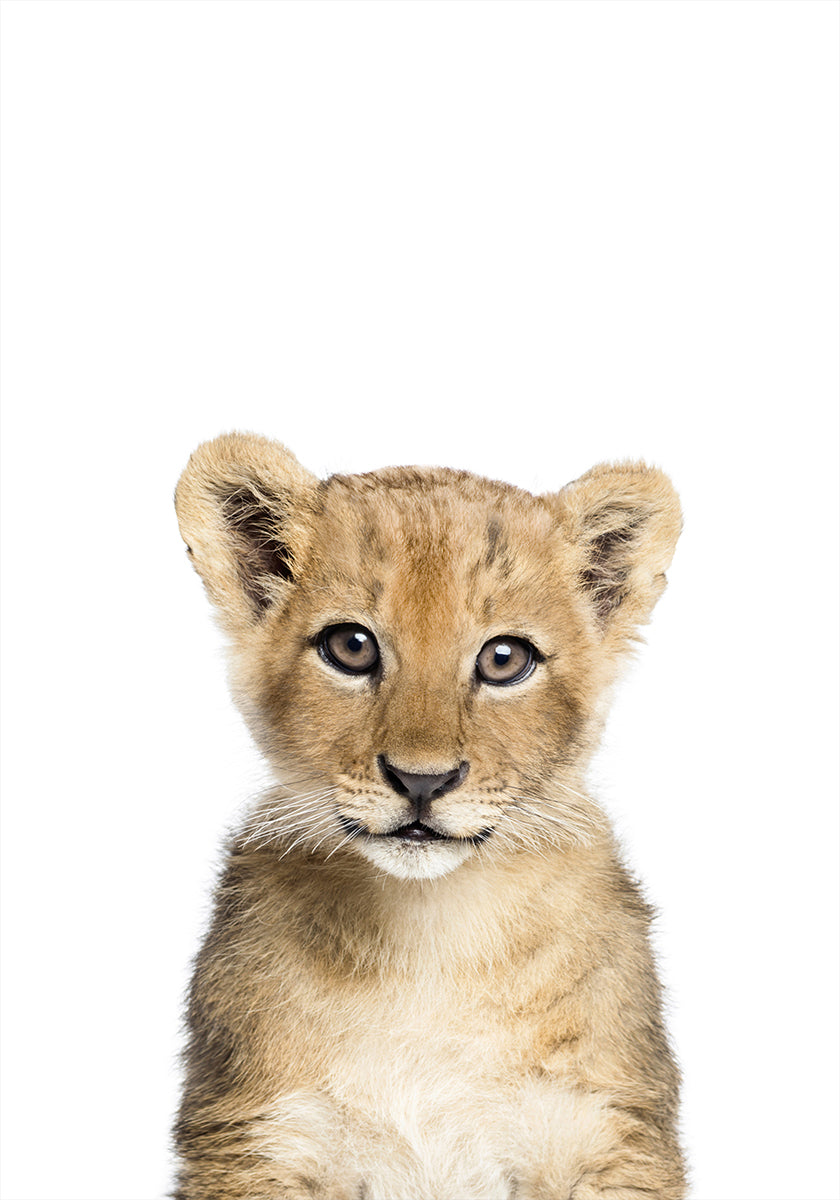 Bébé Lion