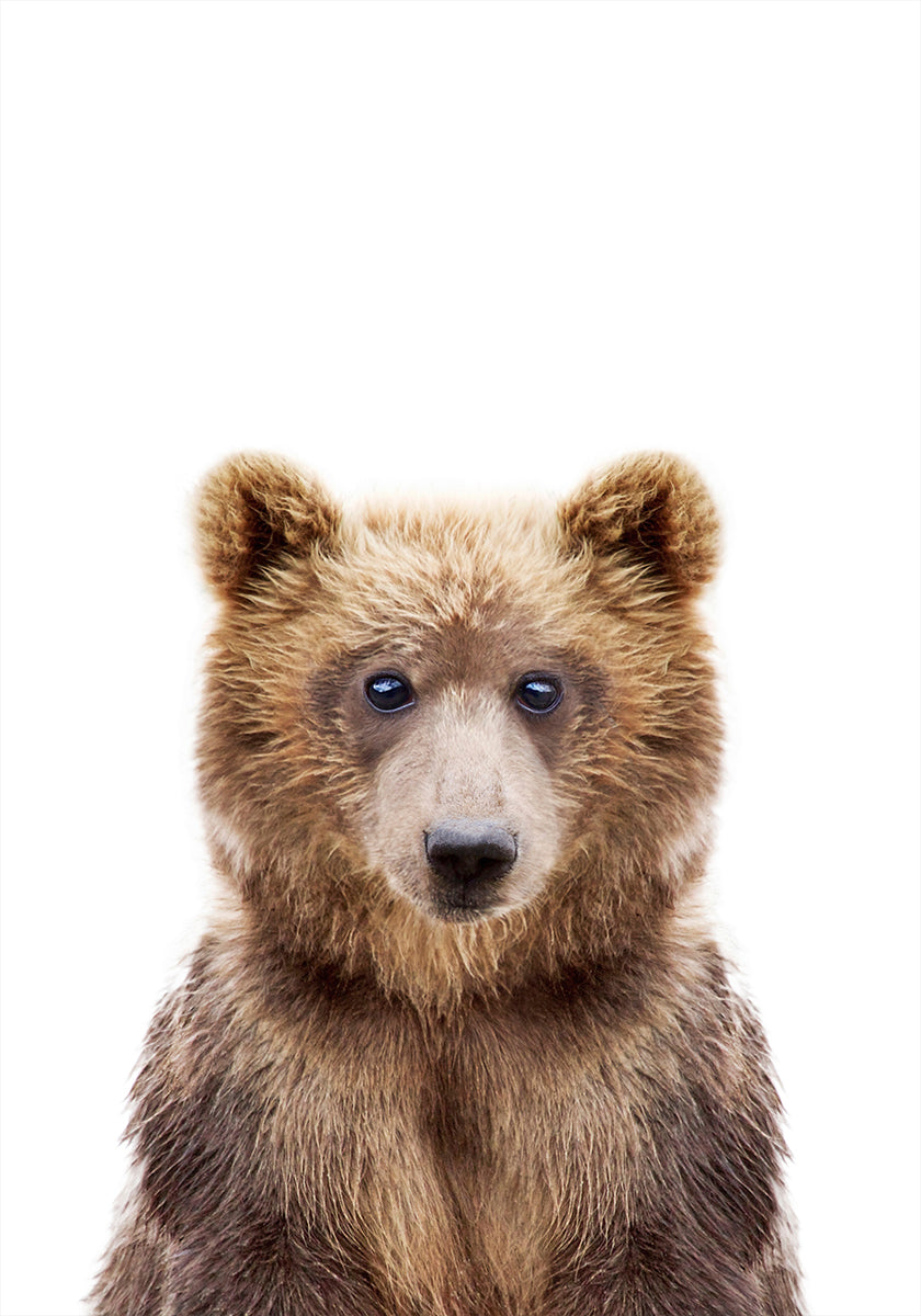 Bébé ours
