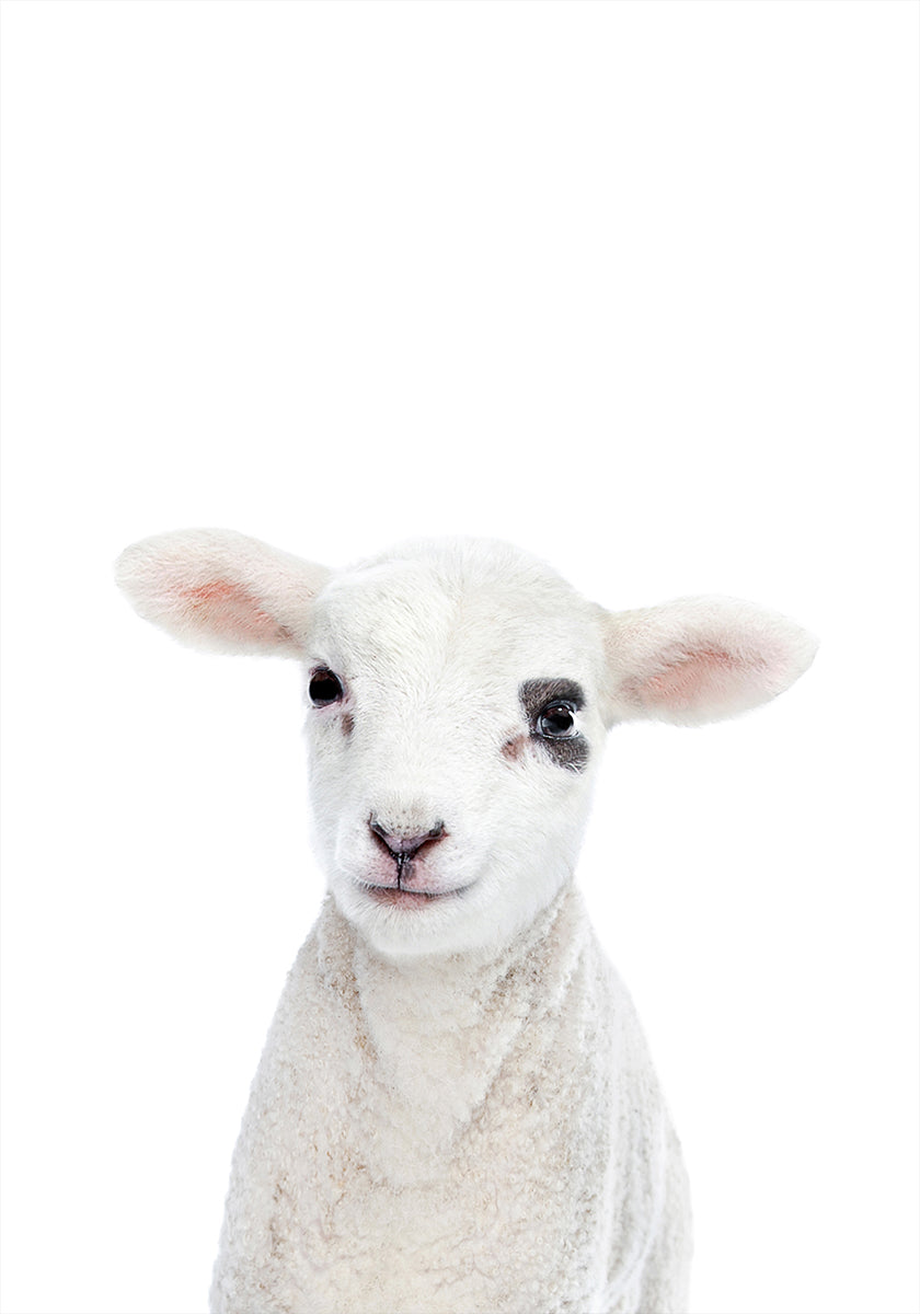 Bébé agneau