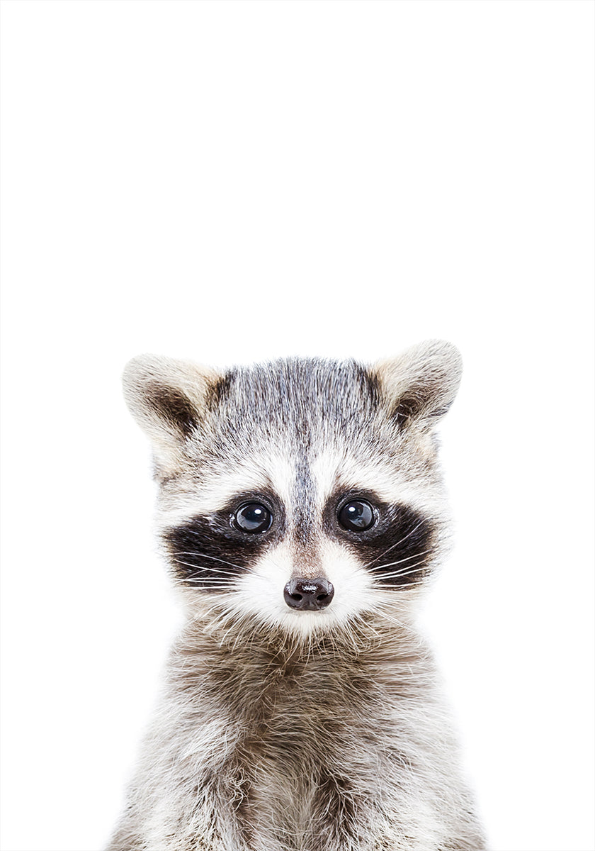 Bébé raton laveur