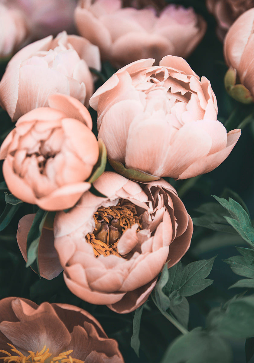 Pivoines de corail
