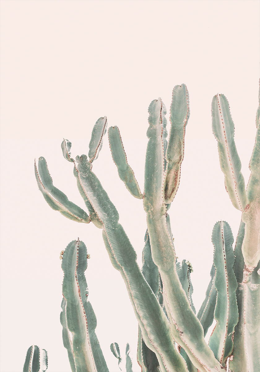 Cactus au lever du soleil