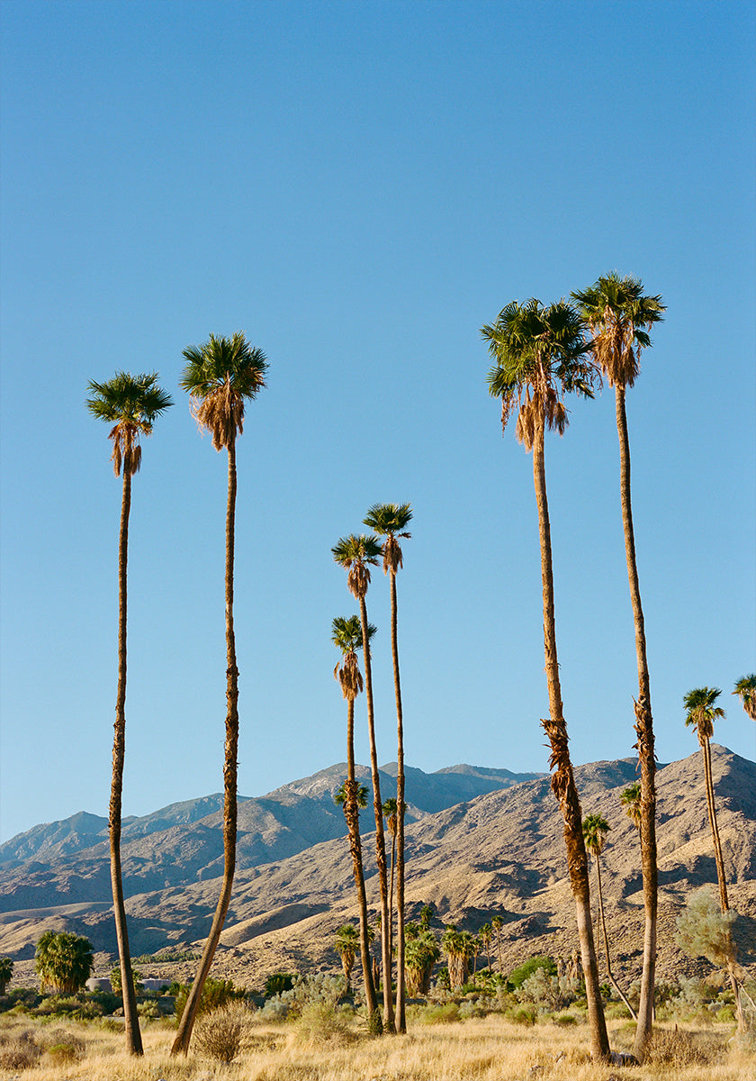 Palm Springs Morning on Film (NEW) - Posterbox