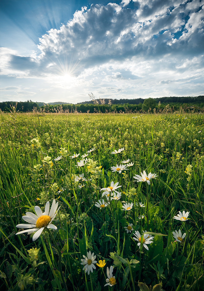 Prairie fleurie