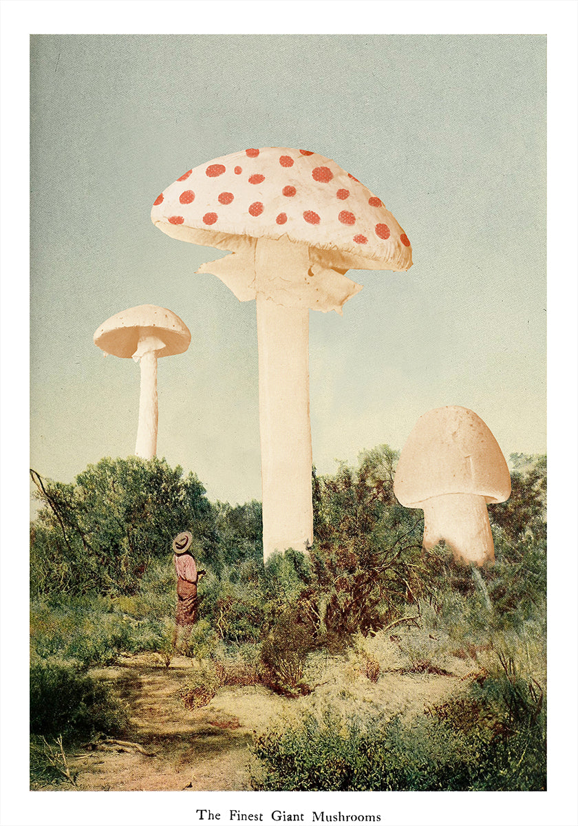 Le meilleur champignon géant Poster