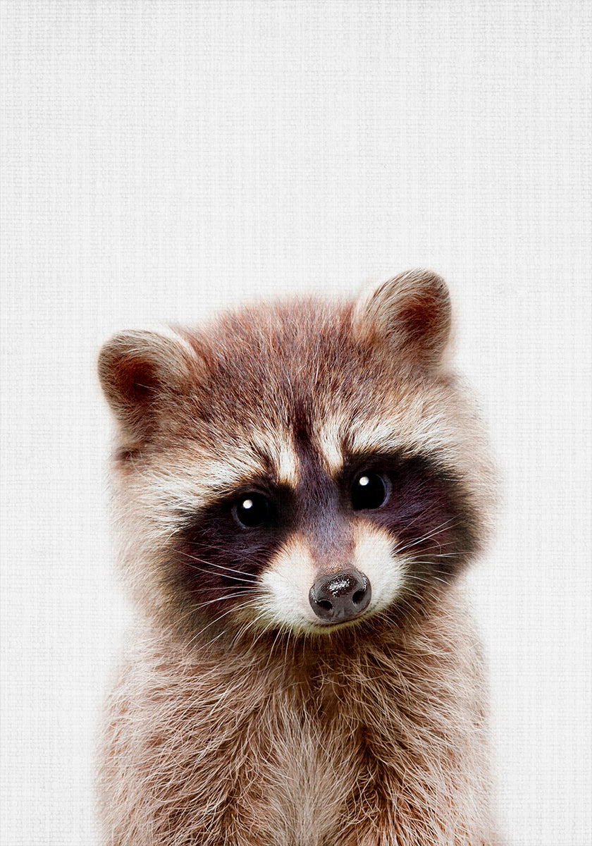 Peekaboo Raton laveur Poster