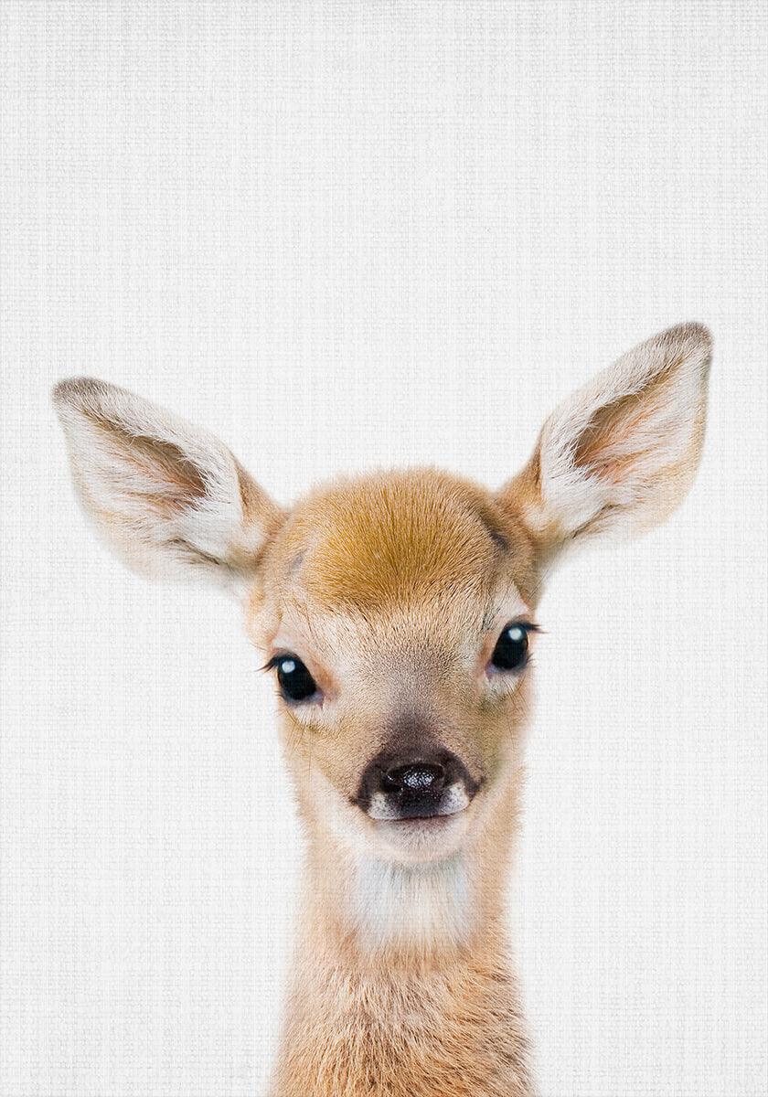 Peekaboo Baby Deer Plakat