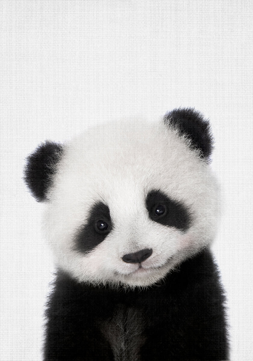 Coucou bébé panda