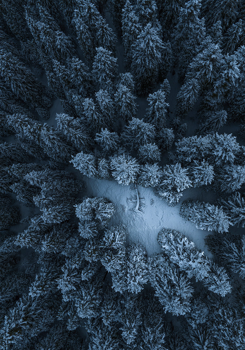 Poster Texture de la forêt