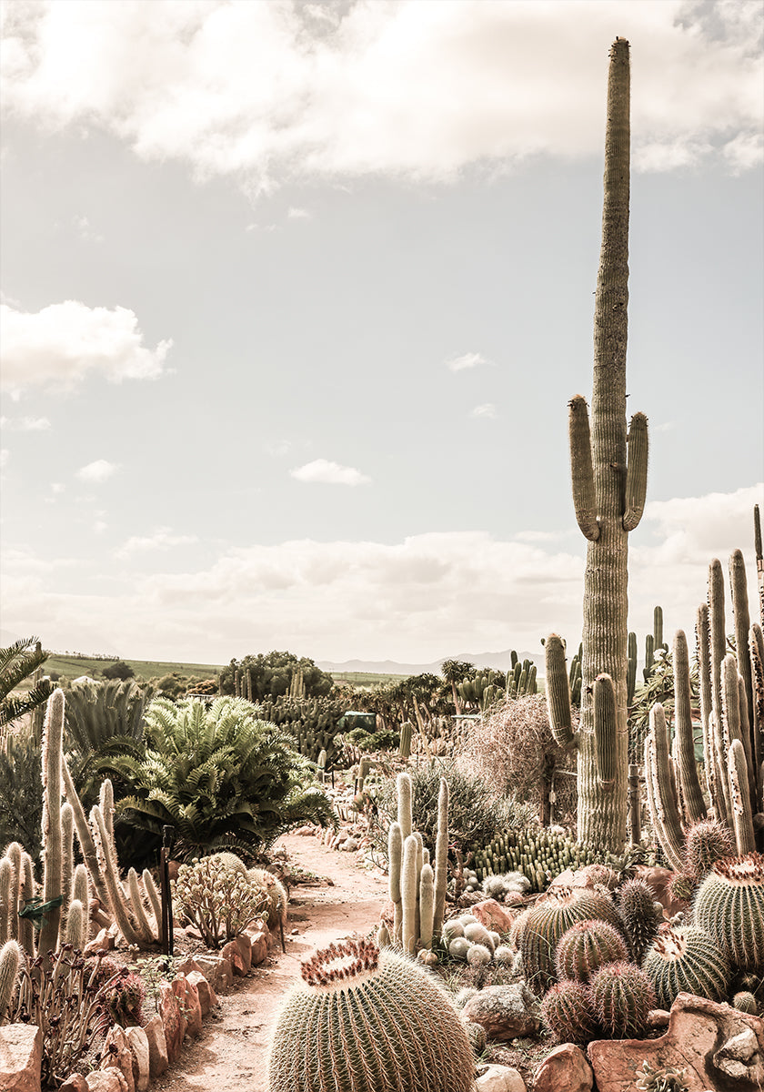 Ferme de cactus Poster
