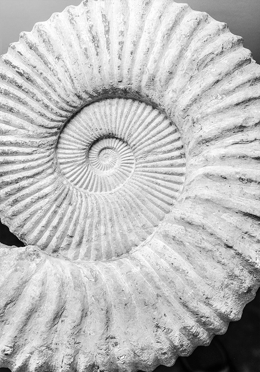 Rêves en spirale antiques