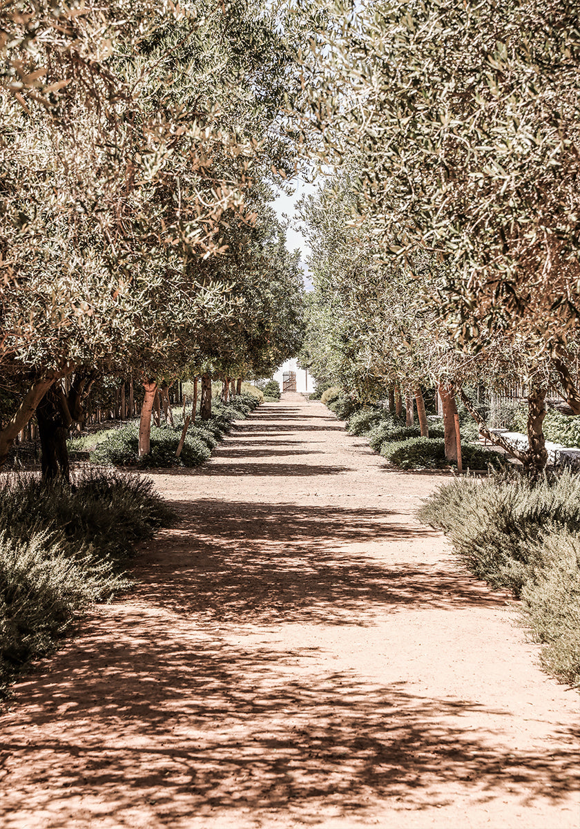 A Serene Tree Lined Path with Sunlight Plakat