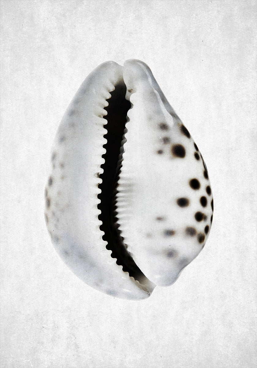Marée de vive eau