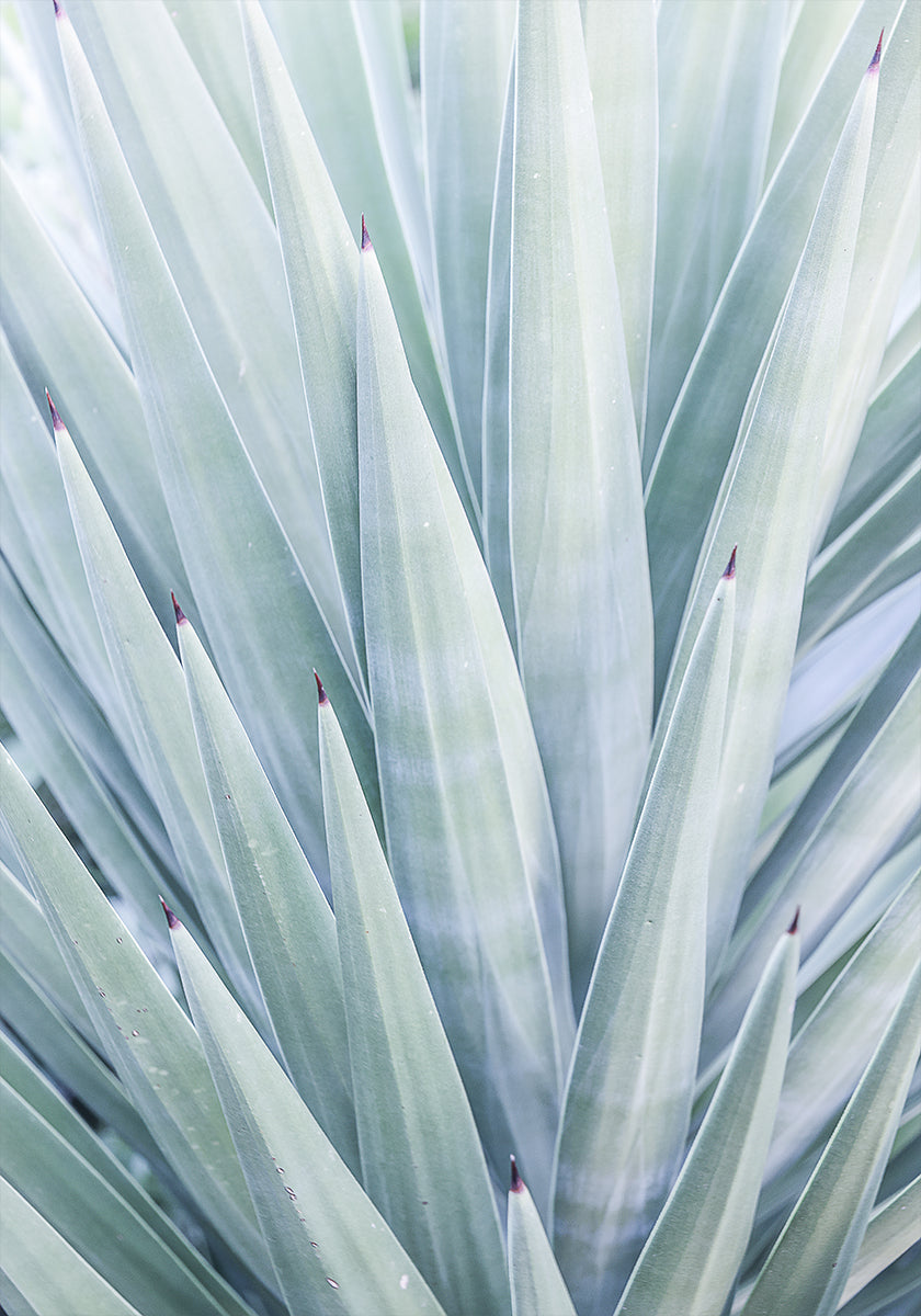 Danse de l'agave azur