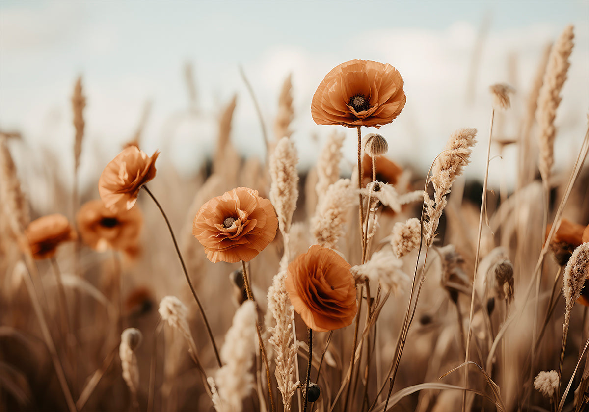 Coquelicots dans la brise