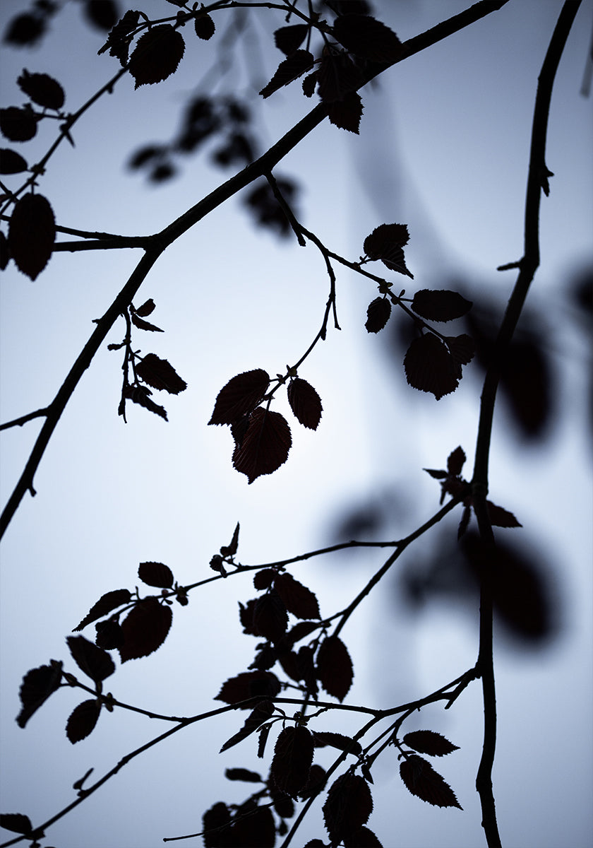 L'aube