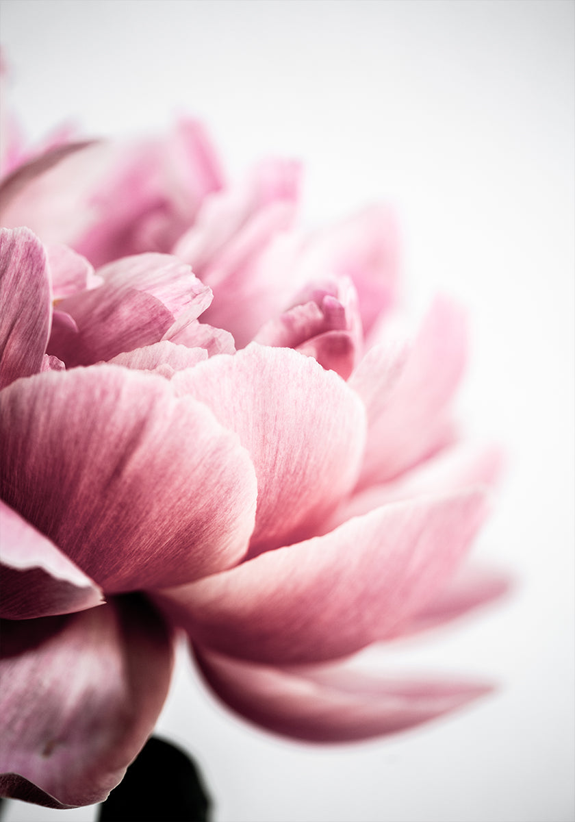 Pivoine 1
