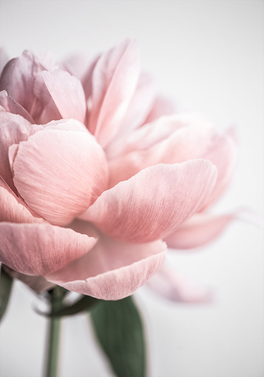 Pivoine 3
