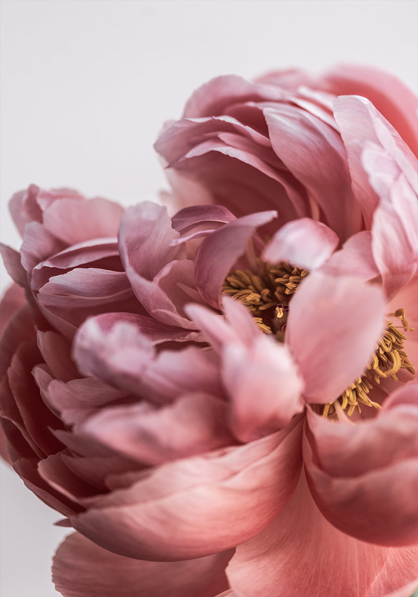 Pivoine