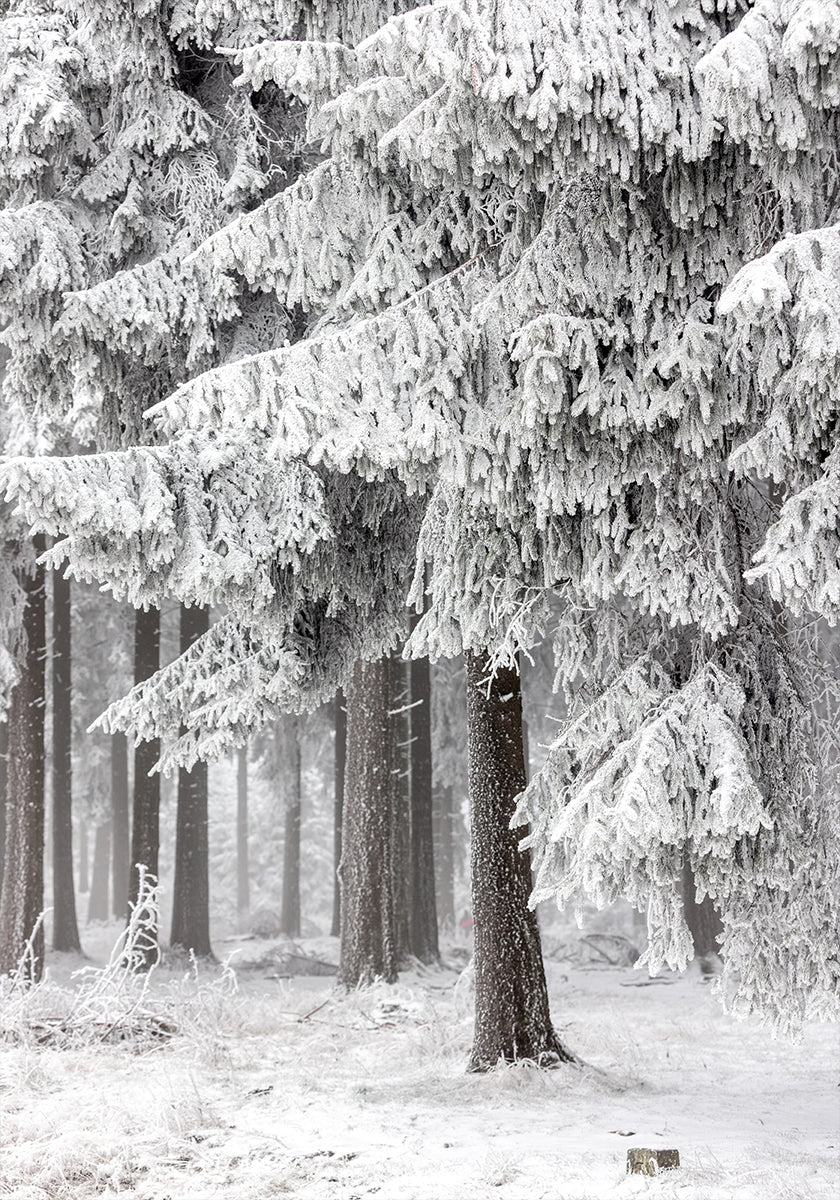 Forêt d'hiver 2