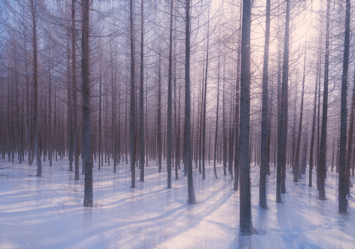 Silent Winter Symphony Plakat