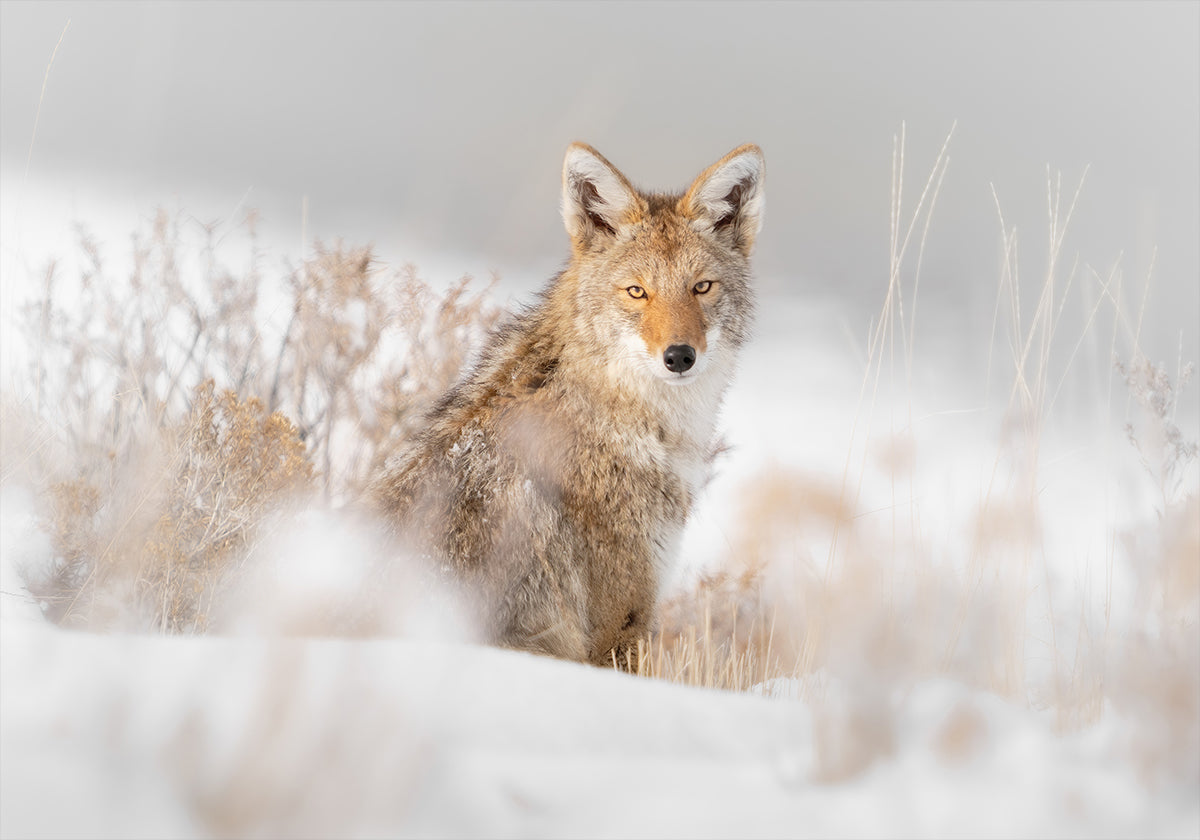 Coyote assis sur la neige Poster