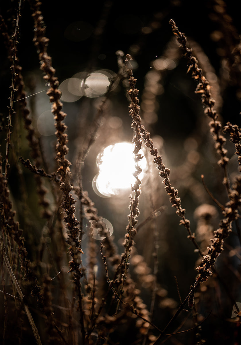 Lumières d'automne 2