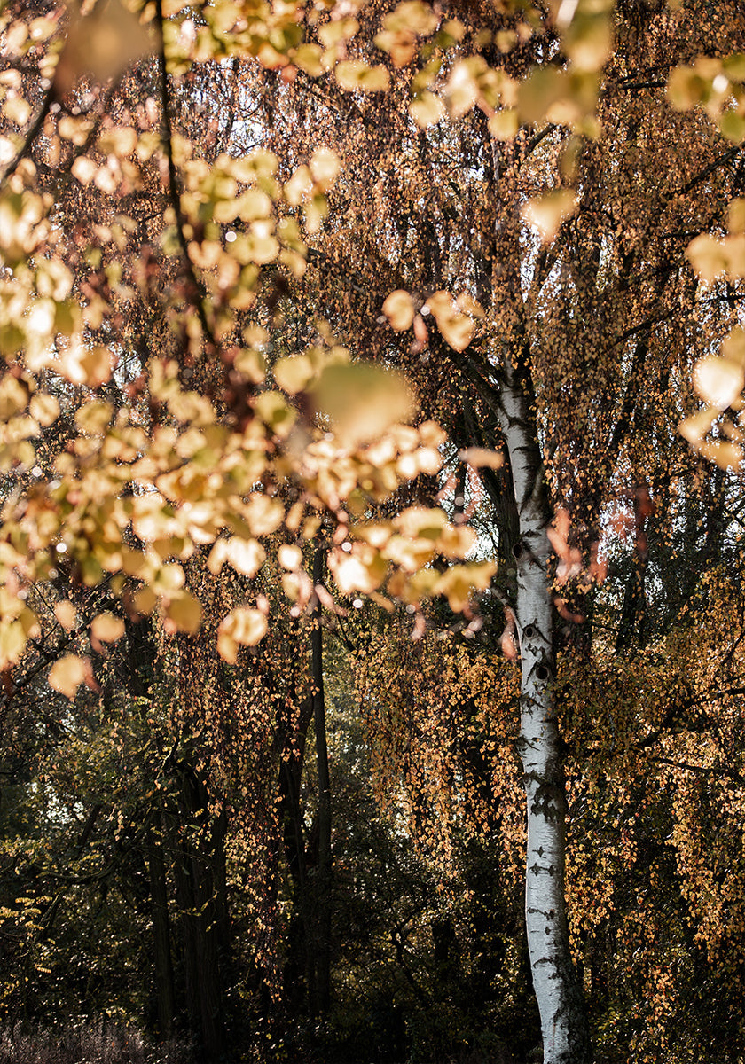 Bouleau d'automne