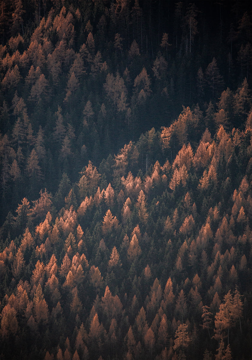 Bois d'automne 2