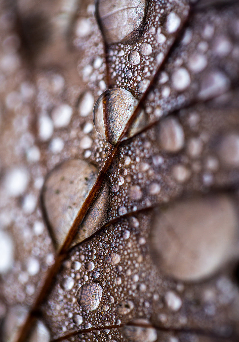 Pluie d'automne