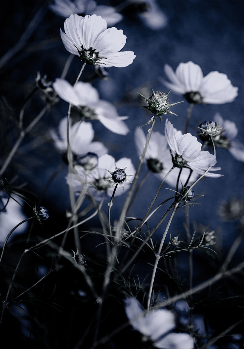 Fleurs sauvages 10