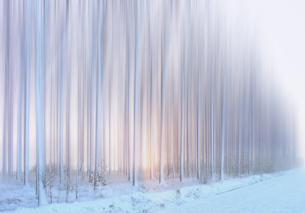 un rideau d'arbres Poster