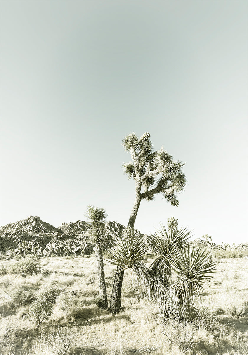 Impression vintage du parc national de Joshua Tree Poster
