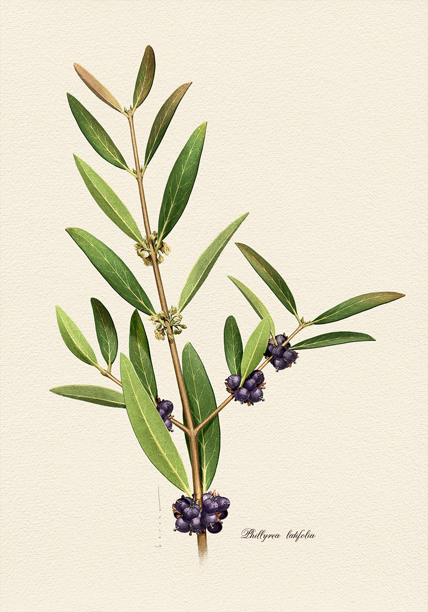 Botanique Phillyrea Latifolia Poster