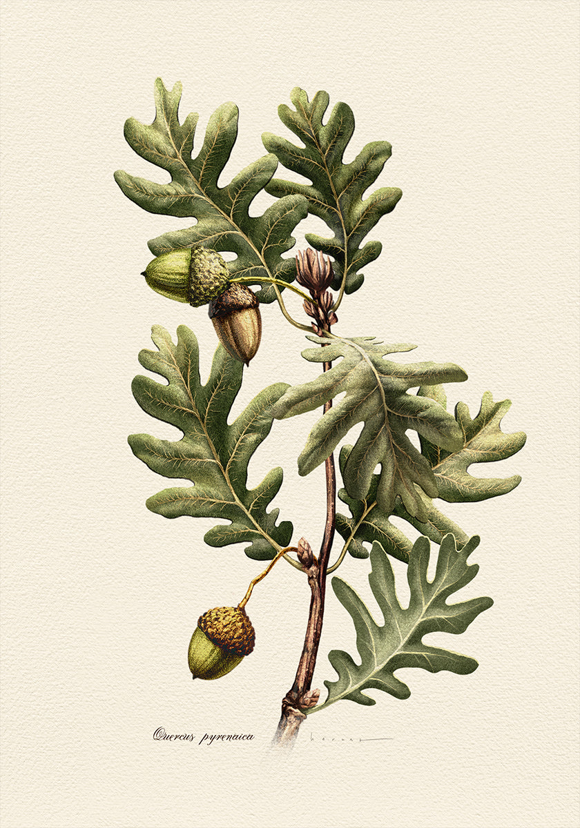 Botanique Quercus Pyrenaica Poster
