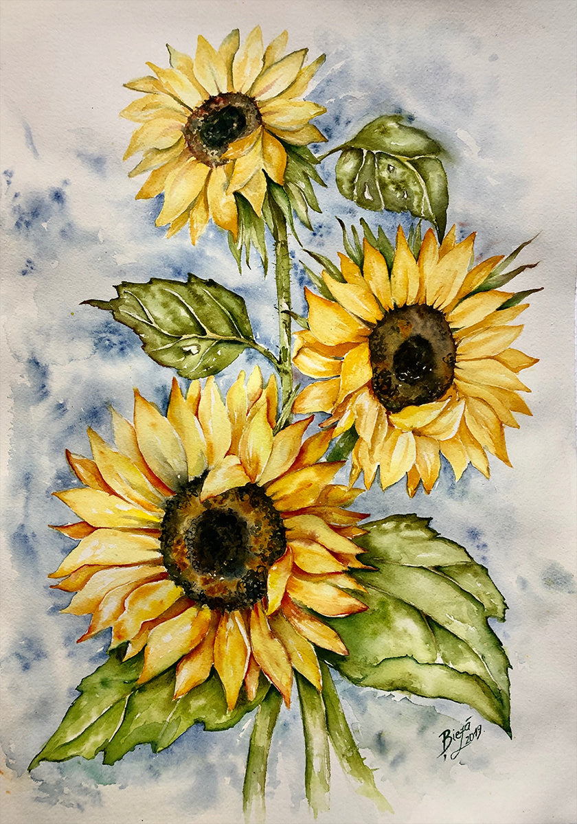 Tournesols