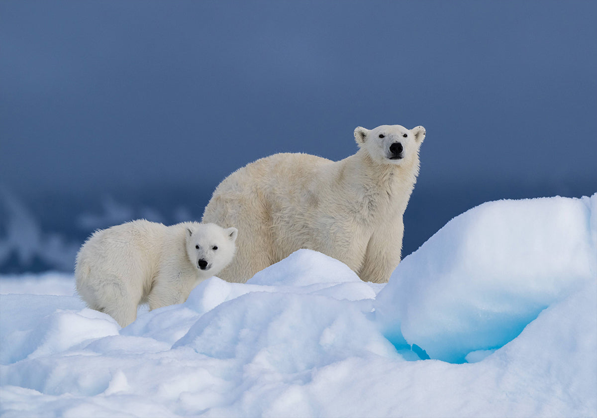 Maman et bébé Poster
