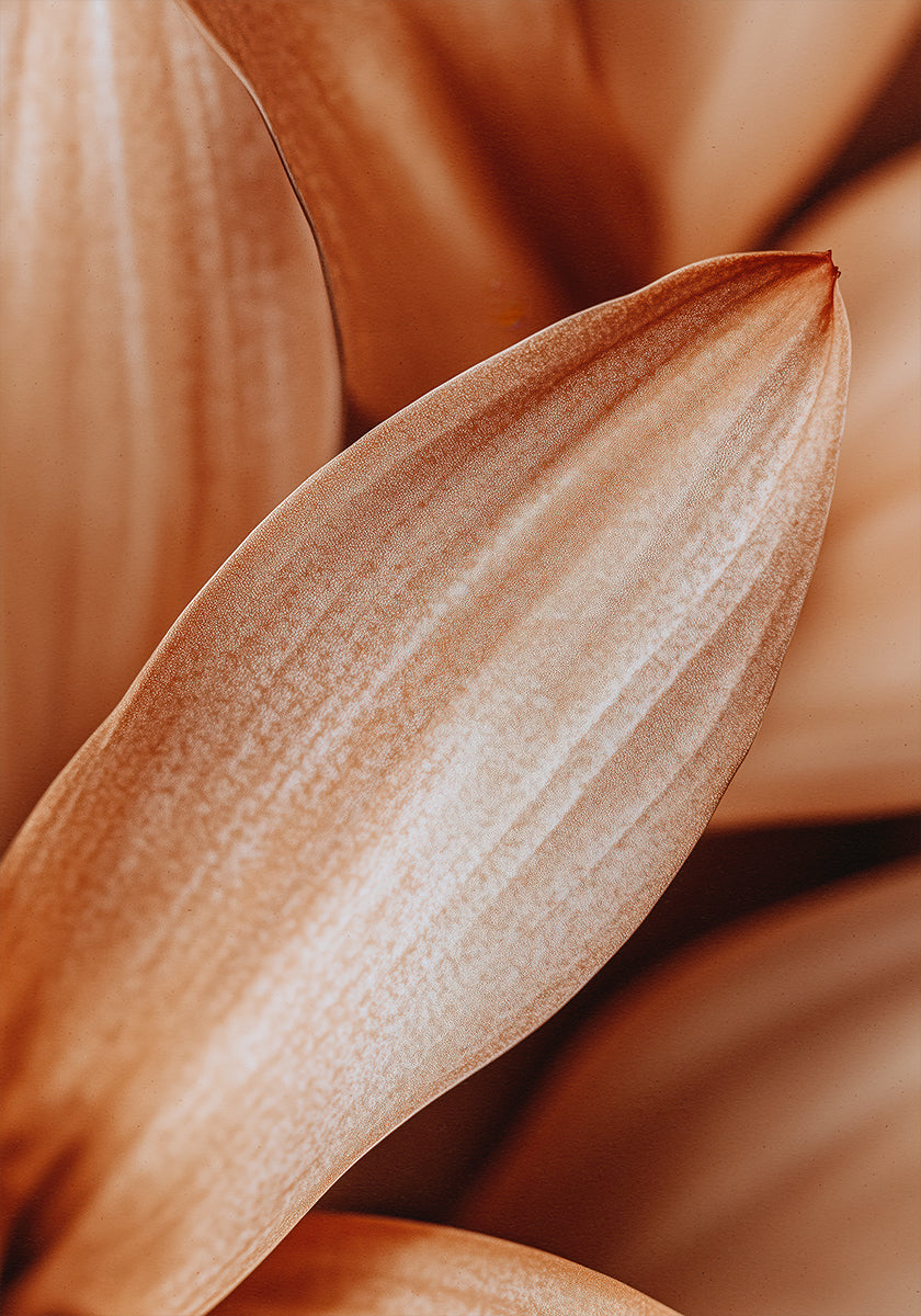 Ambre Pétale Élégance