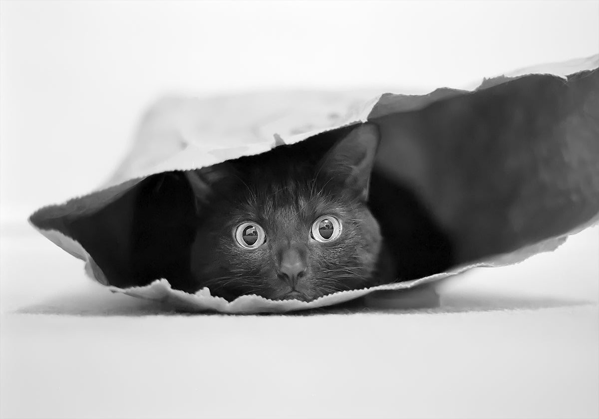 Chat dans un sac Poster