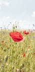 Poppy Flower (NEW) - Posterbox