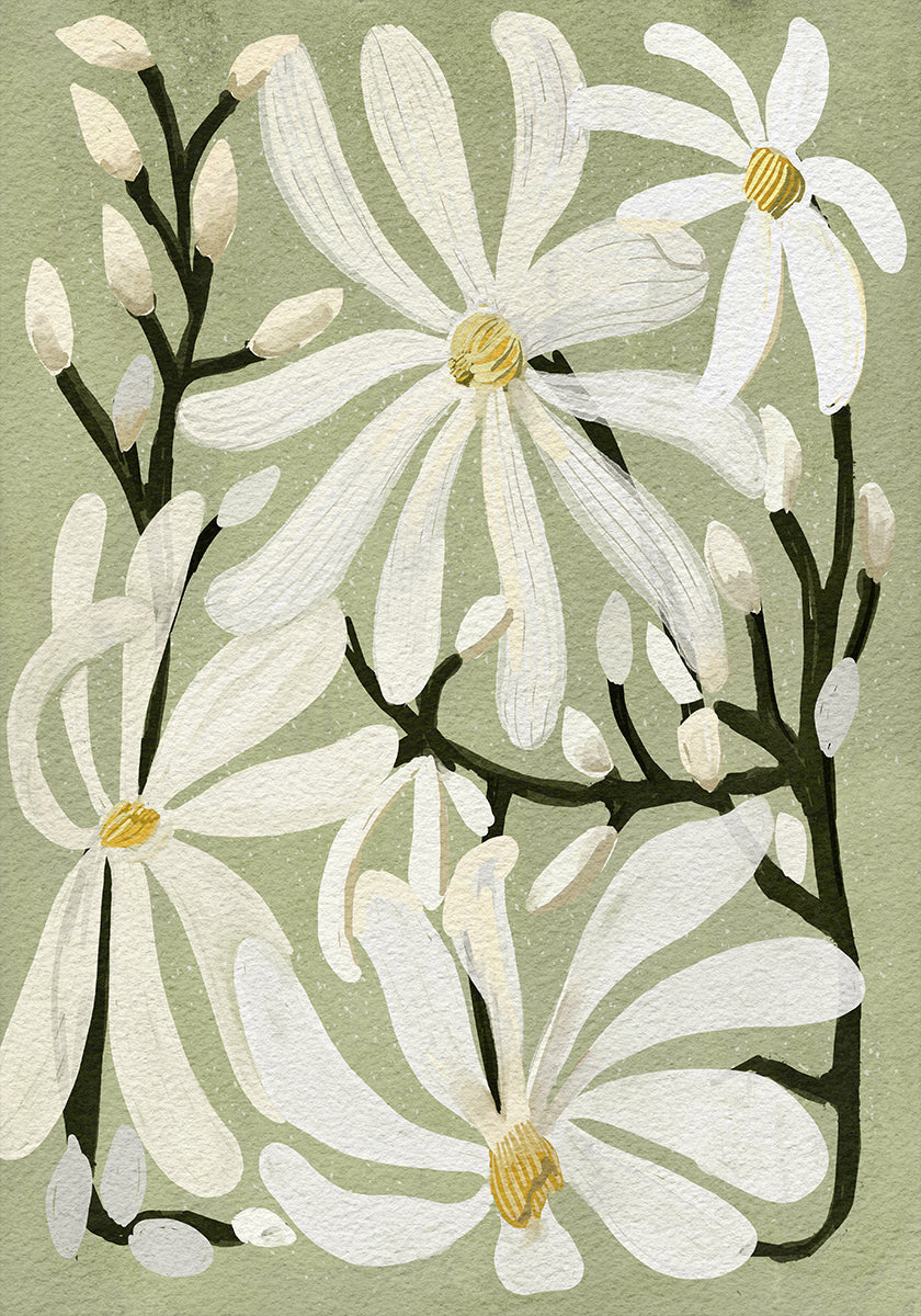 Poster Fleurs de magnolia étoilé sur fond de sauge