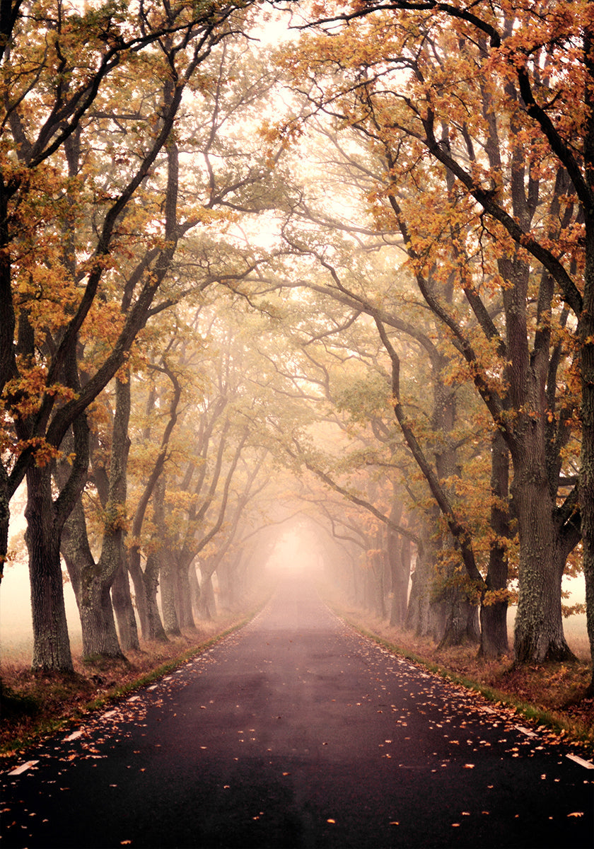 Avenue d'automne Poster